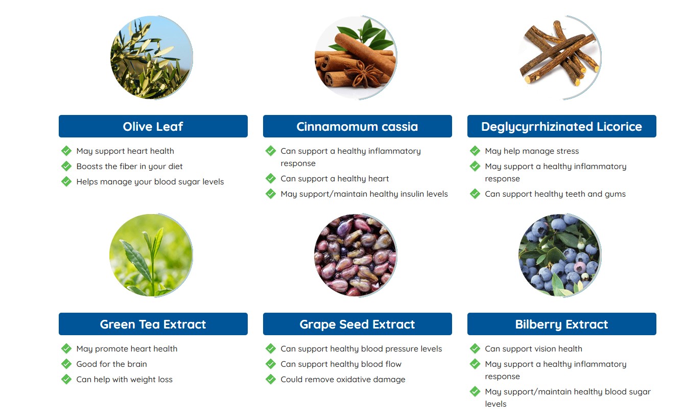 Neuro Serge Ingredients — Olive Leaf, Cinnamomum Cassia, Licorice, Green Tea Extract, Grape Seed Extract, Bilberry Extract